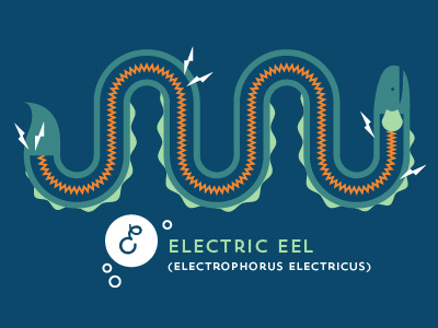 Electric Eel eel illustration its electric vector