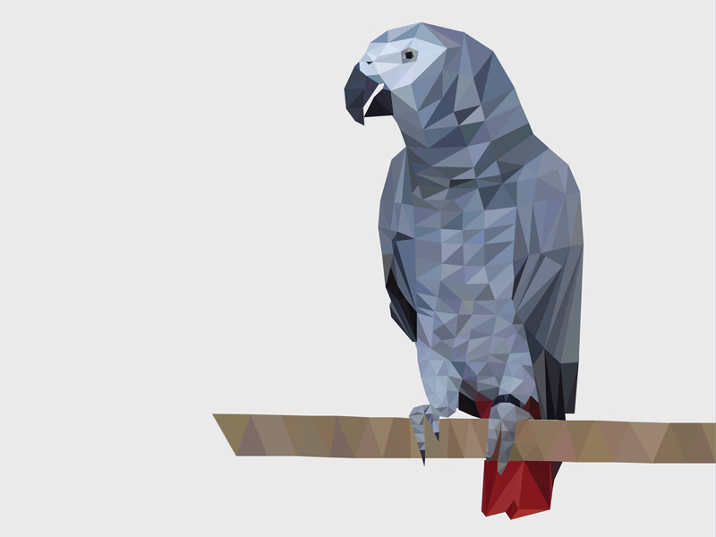Lowpoly Illustration of a Parrot design illustrator african grey parrot illustration triangle lowpoly