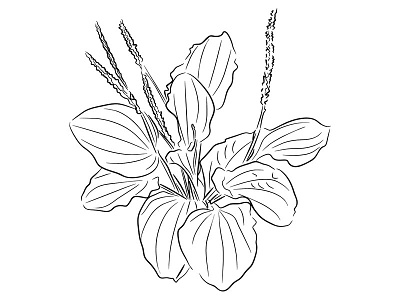 Plantain line illustration illustration line plantain