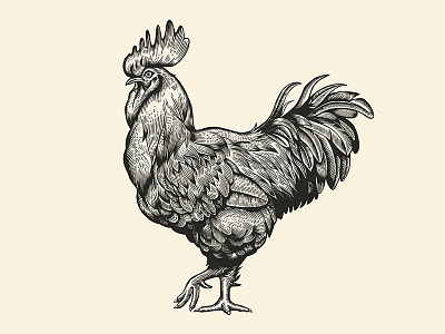 Rooster black and white cock design engraved engraving farms graphic style illustration label rooster sign vector vintage