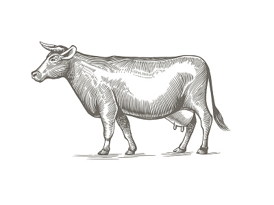 Cow illustration in engraving style. cow engrawing illustration labeldesign vector