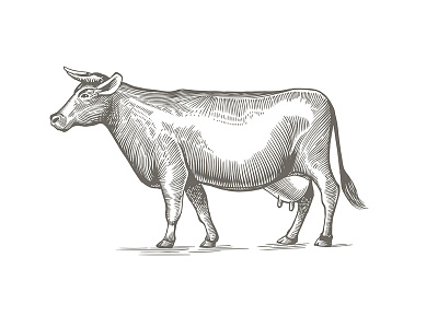 Cow illustration in engraving style.