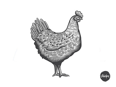 Chicken illustration in engraving style chicken engraving hen illustration symbol vector woodcut