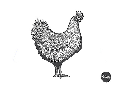 Chicken illustration in engraving style