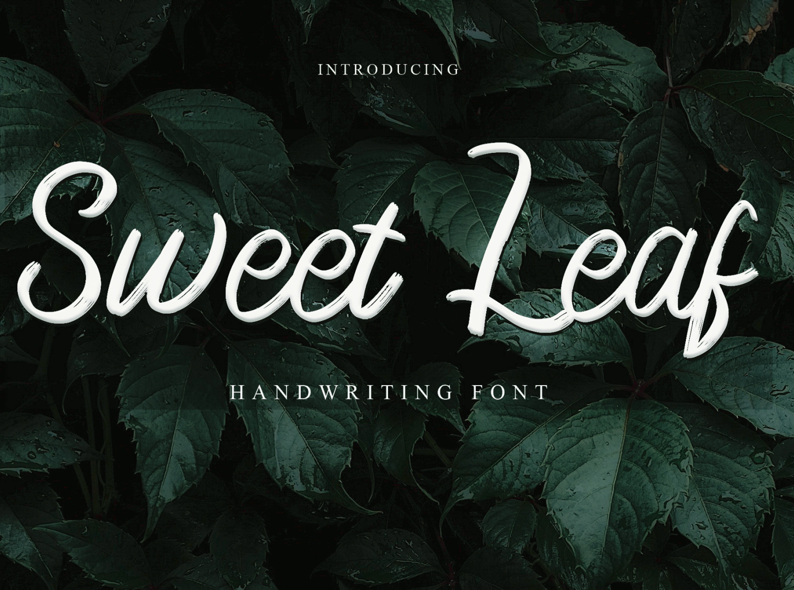 Sweet Leaf by Najmustsaqib Creator on Dribbble