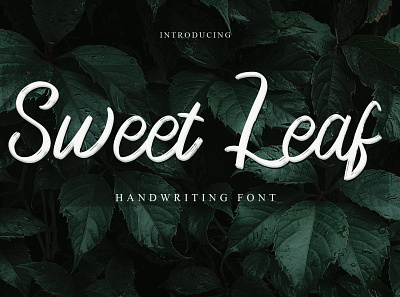 Sweet Leaf calligraphy design font design fonts handmade handwritten littering script typography web