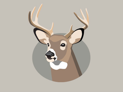 Buck Illustration