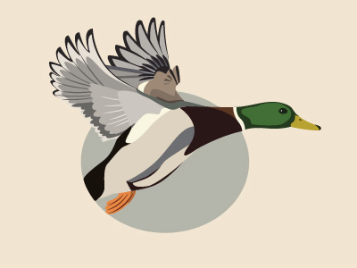 Duck Illustration animal detail duck geometric illustration mallard wildlife