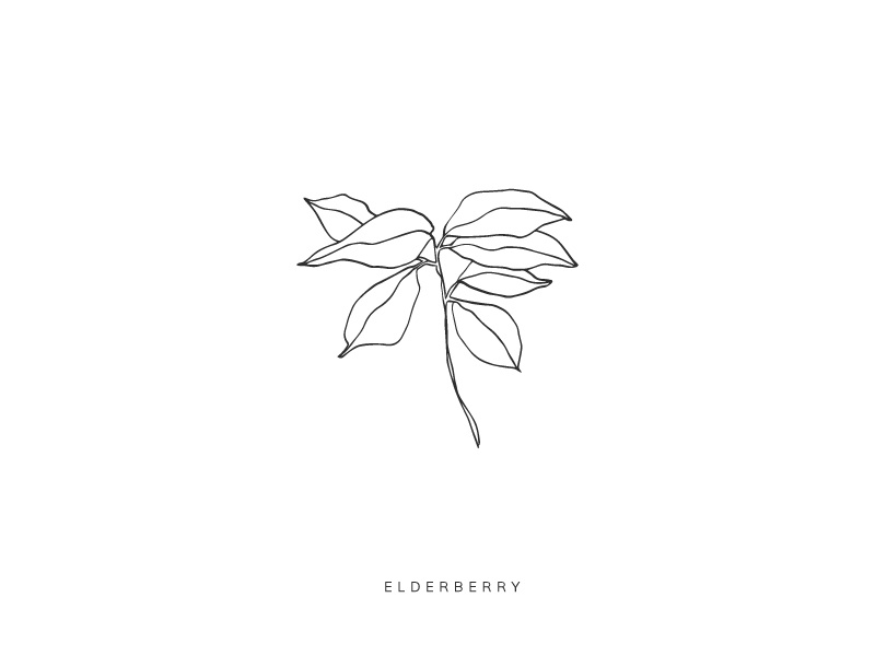 Elderberry elderberry plant botanical illustration