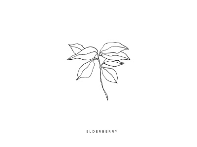 Elderberry botanical elderberry illustration plant