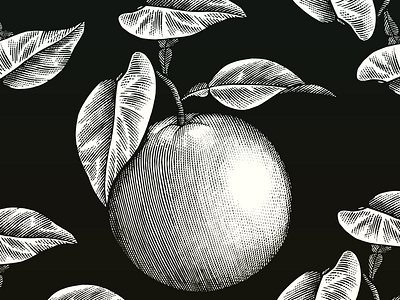 Orange Botanical etching food art fruit illustration line art linocut pen and ink scratchboard woodcut