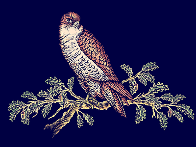 Hawk Illustration