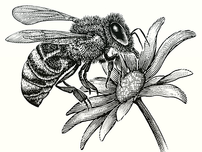 Honey Bee woodcut illustration etching illustration pen and ink scratchboard steven noble woodcut