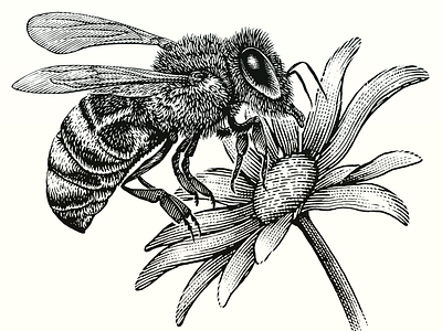 Honey Bee woodcut illustration