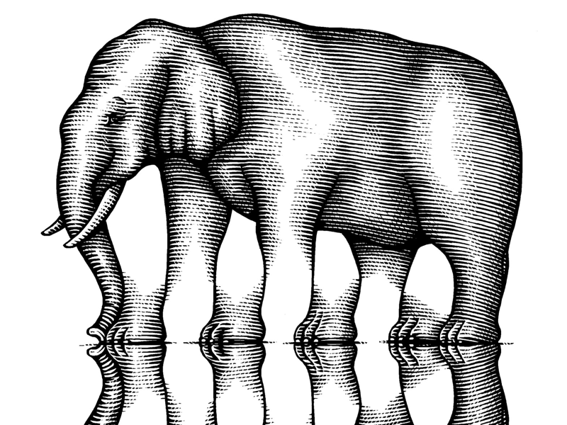 Elephant Trompe L’Oeil illustration by Steven Noble on Dribbble