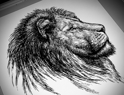 Lion Illustration artwork engraving illustration line art linocut logo pen and ink steven noble woodcut woodcuts