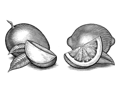 Burt's Bees Botanical Illustrations by Steven Noble artwork design engraving etching food illustration line art scratchboard steven noble