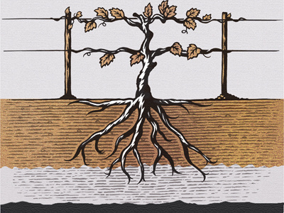 Rugged Roots Wine Label Illustrated by Steven Noble