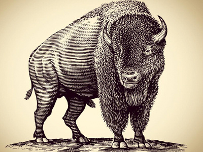 Buffalo illustrated by Steven Noble engraving line art linocut scratchboard steven noble woodcuts