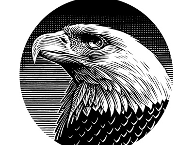 Bald Eagle Illustrated by Steven Noble artwork engraving graphic design illustration illustrator line art linocut logo scratchboard steven noble woodcuts