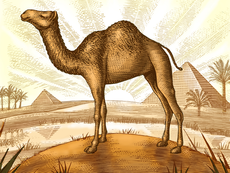 Egyption Camel by Steven Noble on Dribbble