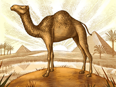 Egyption Camel