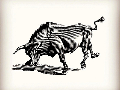 Bull artwork engraving etching graphic design illustration illustrator line art linocut logo scratchboard steven noble woodcuts