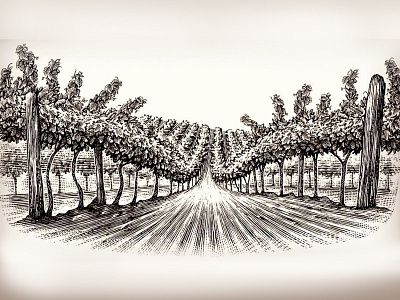 Vineyard Rows artwork engraving etching graphic design illustration illustrator line art linocut logo scratchboard steven noble woodcuts