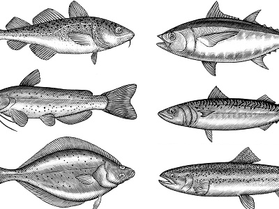 Fish Illustrations