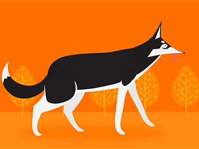 Shiro - The Siberian animation design dog gif graphic husky illustration shiro siberian walk