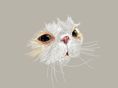 Mr Sprinkles cat drawing illustration white