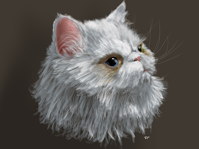 The Cat cat fur meow persian procreate white