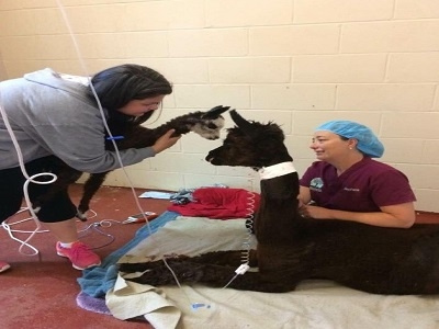 Camelid and Small Ruminant Services by Bannon Woods Veterinary Hospital