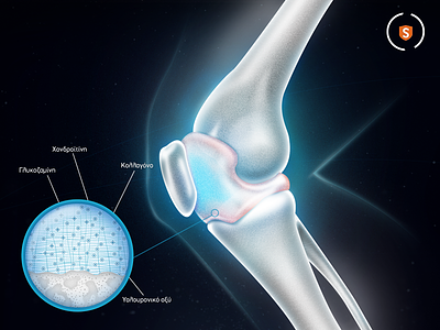 Superfoods leg illustration anatomy bone collagen health joint knee leg medical realistic science styleframe