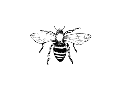 Bee handdrawn illustration