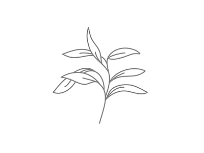 Botanical - line illustration
