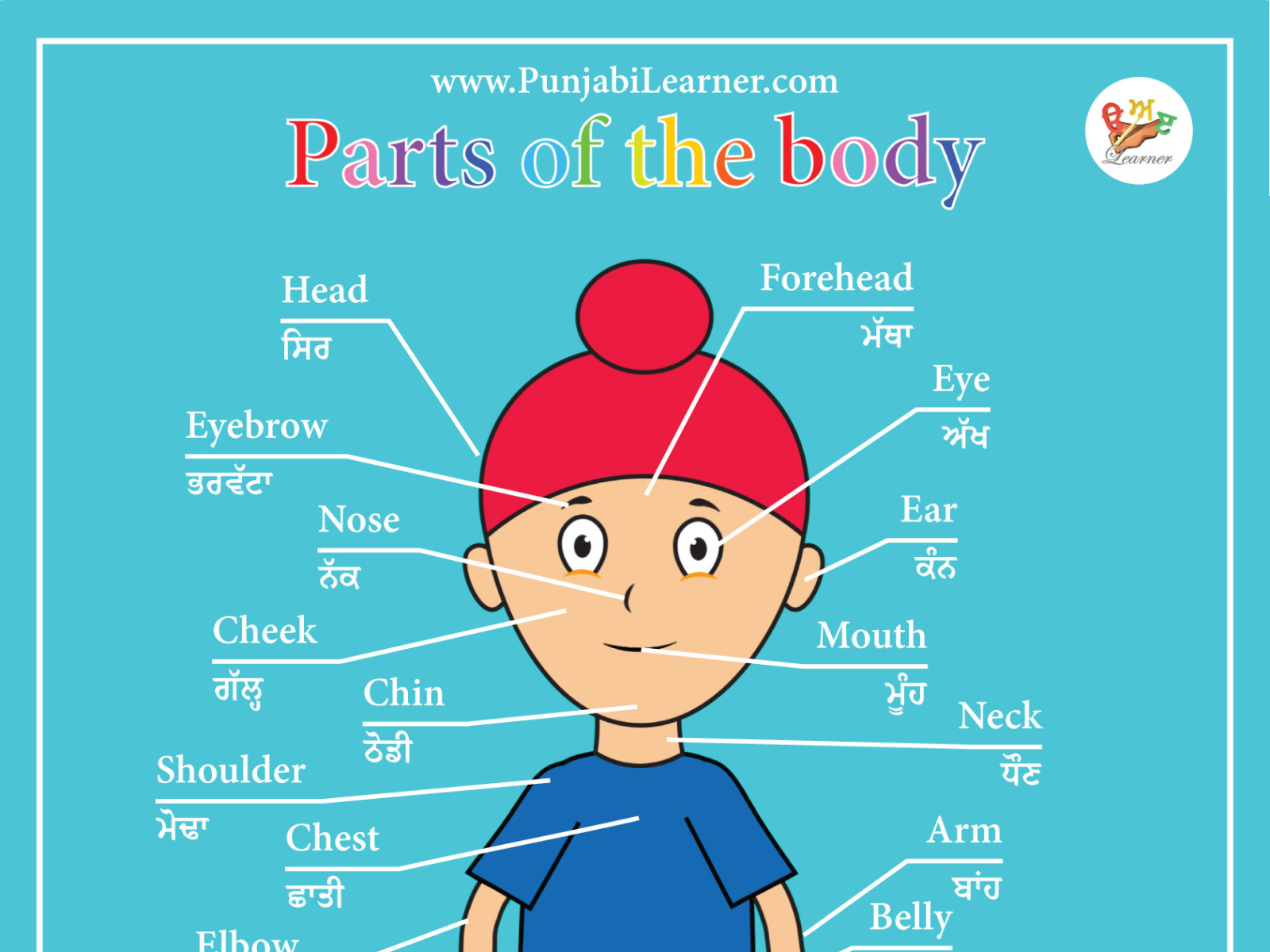 parts-of-the-body-in-punjabi-english-poster-by-learner-on-dribbble