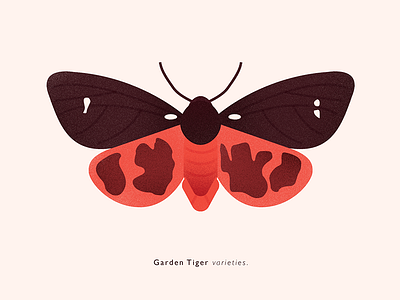 Garden Tiger Moth 01 animal editorial illustration insect lucas jubb moth texture wildlife