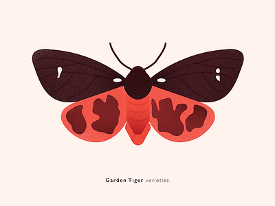 Garden Tiger Moth 01