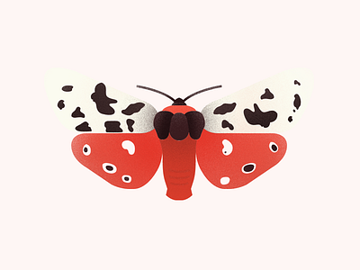 Garden Tiger Moth 02 animal editorial illustration insect lucas jubb moth texture wildlife