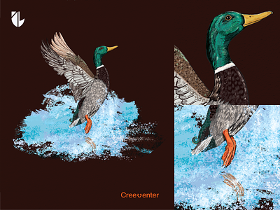 The Majestic Mullard Duck Vector Art.