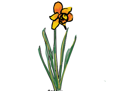 Daffodil Illustration design illustration illustrator sketch