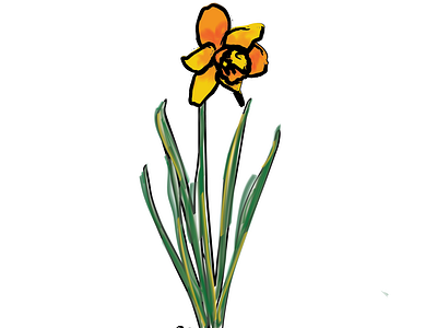 Daffodil Illustration