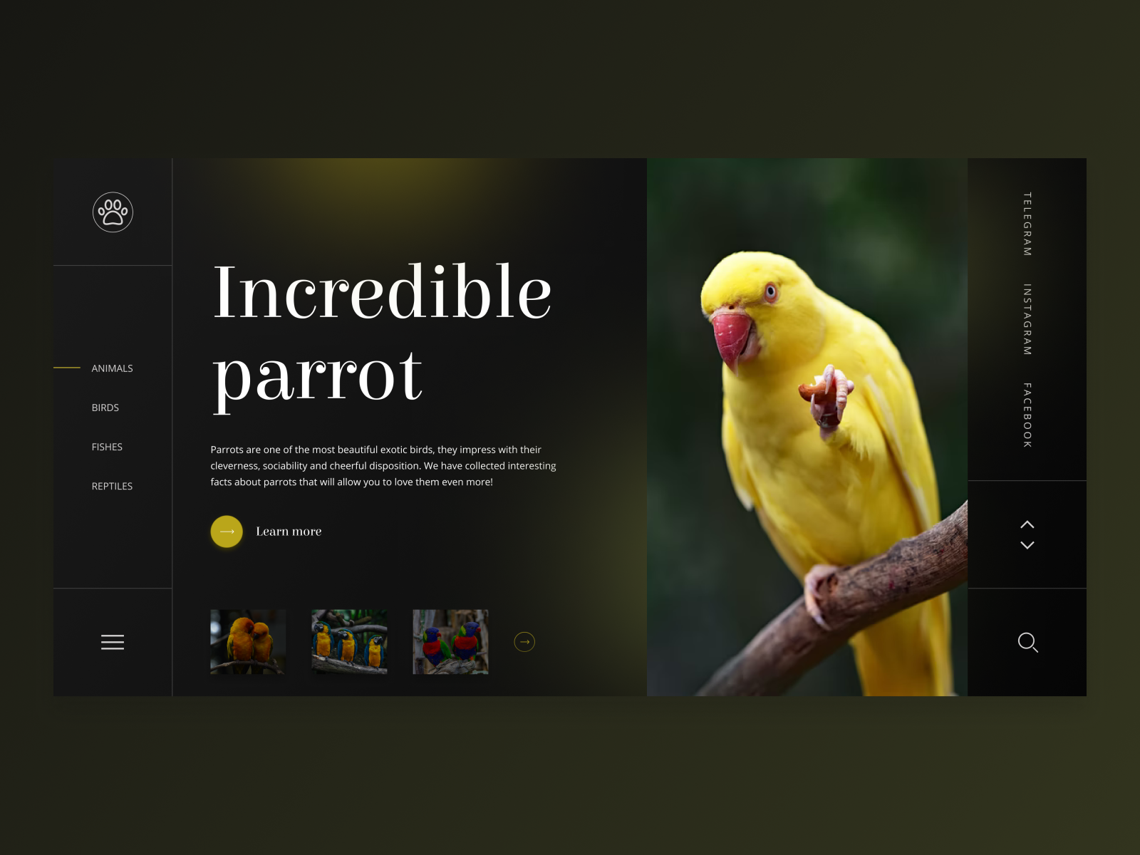 WILD LIFE PARROT Web UI by Kucheriavenko_yulia on Dribbble