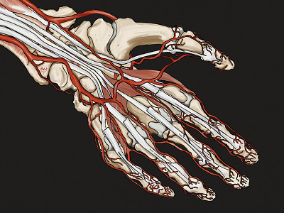 Hand - Anatomy Book Test anatomy human scale illustration