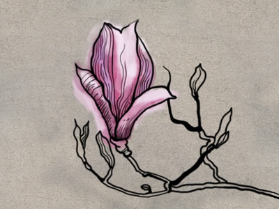 Flower vignette magnolia brochure illustration magnolia vignette