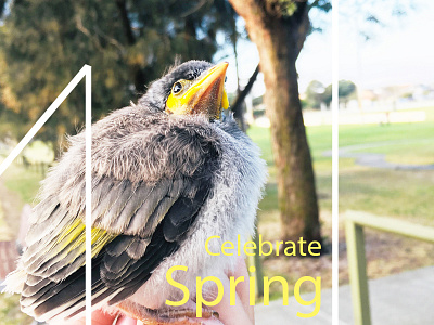 Celebrate Spring bird fly spring