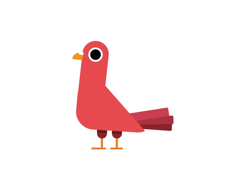 Pigeon Animation