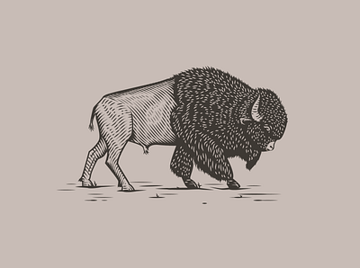 Bison bison buffalo engraved etching scratchboard vector vintage