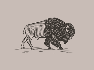 Bison